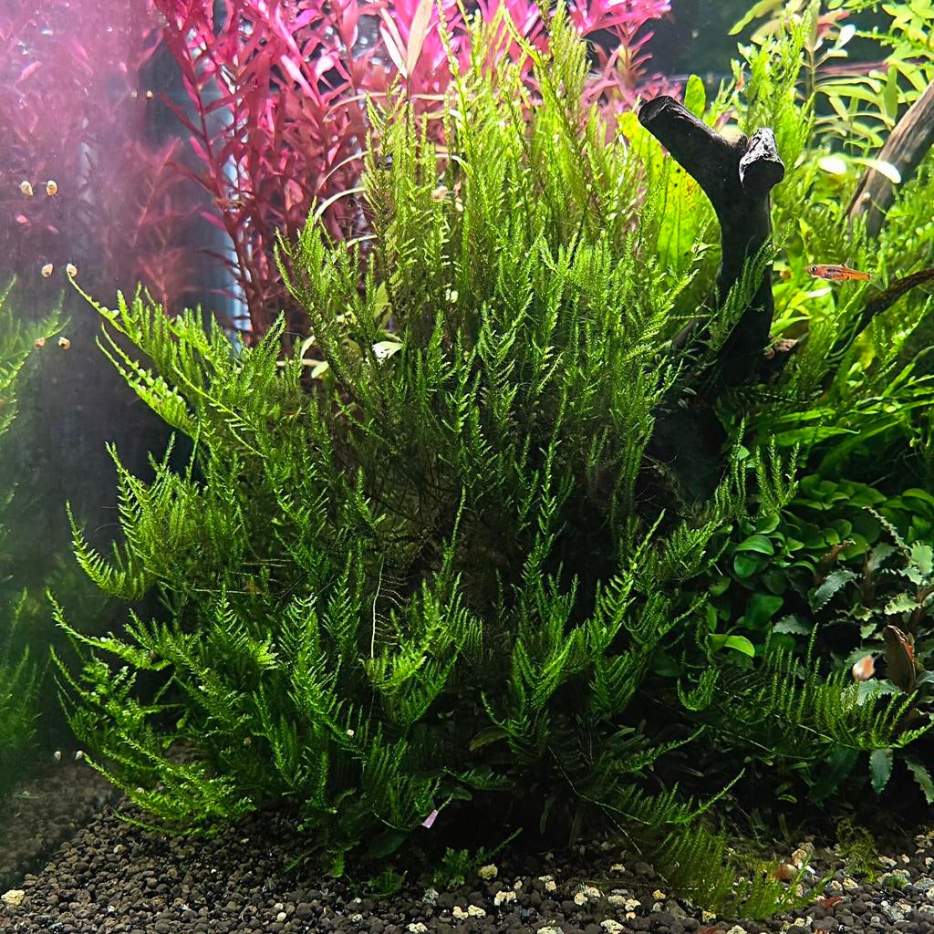 Taiwan mos | Aquarium mos Shrimporium, Ophalen of Verzenden, Nieuw, Plant(en), Steen of Hout