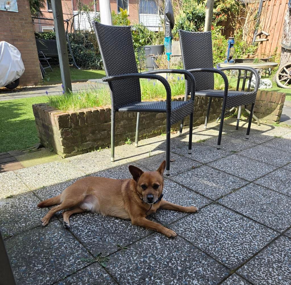 Met spoed lieve Gio, Dieren en Toebehoren, Particulier, Reu, Buitenland, Eén hond