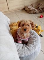 Maltipoo (Bichon maltais et caniche) - SPITZ, Dieren en Toebehoren, Honden | Chihuahua's en Gezelschapshonden, 15 weken tot 1 jaar