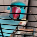 Halsbandparkiet, Mannelijk, Parkiet, Pratend