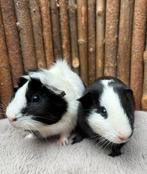 Cavia zeugjes Kida & Panda, December, Vrouwelijk, Cavia