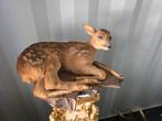 Opgezette reebok jong taxidermie opgezette dieren hert, Ophalen of Verzenden, Zo goed als nieuw, Wild dier, Opgezet dier
