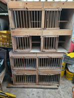 Broedhokken, Dieren en Toebehoren, Meerdere dieren, Postduif