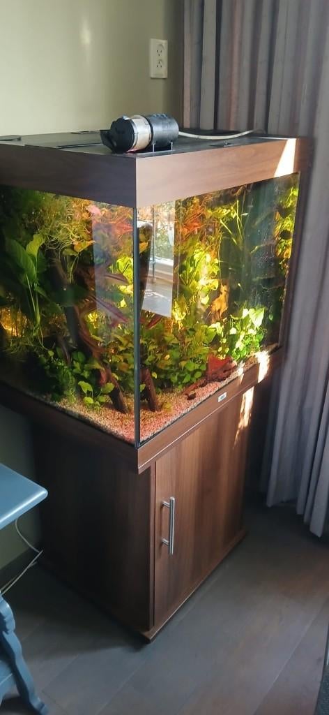 aquarium Lido 200, Dieren en Toebehoren, Vissen | Aquaria en Toebehoren, Ophalen, Zo goed als nieuw, Gevuld zoetwateraquarium