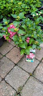 ZONDAG leegverkoop: dwerg, pluim en boerenhortensia's, Ophalen, Vaste plant, Overige soorten