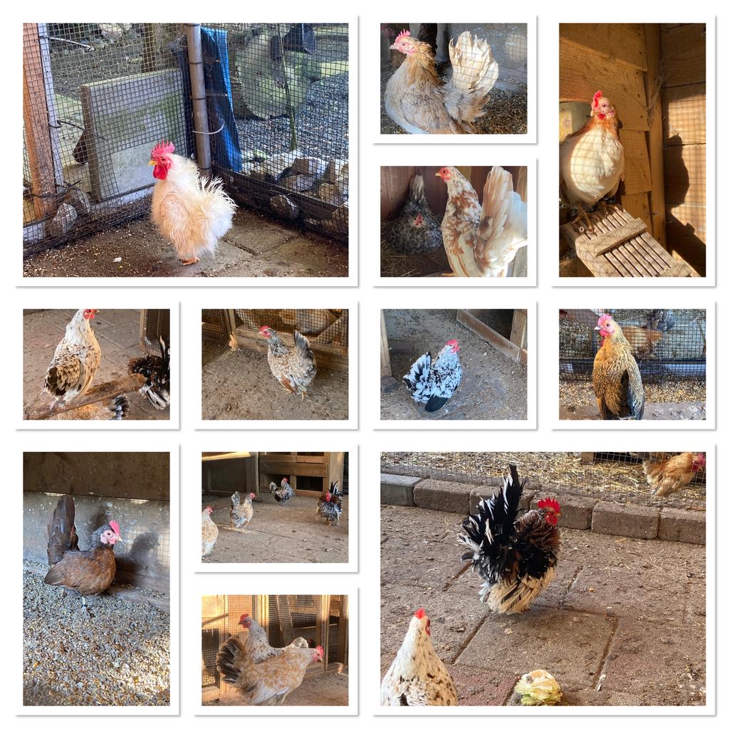 Serama toom 2 hanen 10 hennen, Meerdere dieren, Kip
