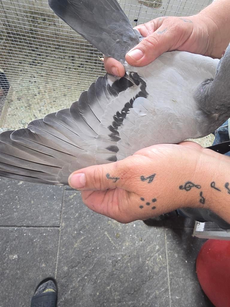 9 jonge geringde duiven zonder eigendoms bewijs, Dieren en Toebehoren, Vogels | Duiven