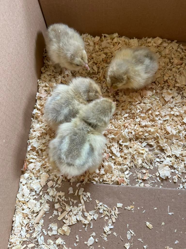 Brahma kuikens hennen, Dieren en Toebehoren, Pluimvee, Vrouwelijk, Kip