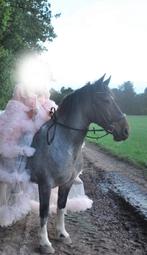 belgisch trekpaard x tinker merrie, Ophalen