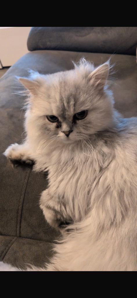 Britse langhaar, Dieren en Toebehoren, Katten en Kittens | Raskatten | Langhaar, Kater, 0 tot 2 jaar