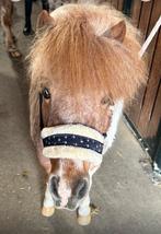 Lieve shetlander ruin (pintaloosa) 5 jaar, Dieren en Toebehoren, Pony's, Ruin