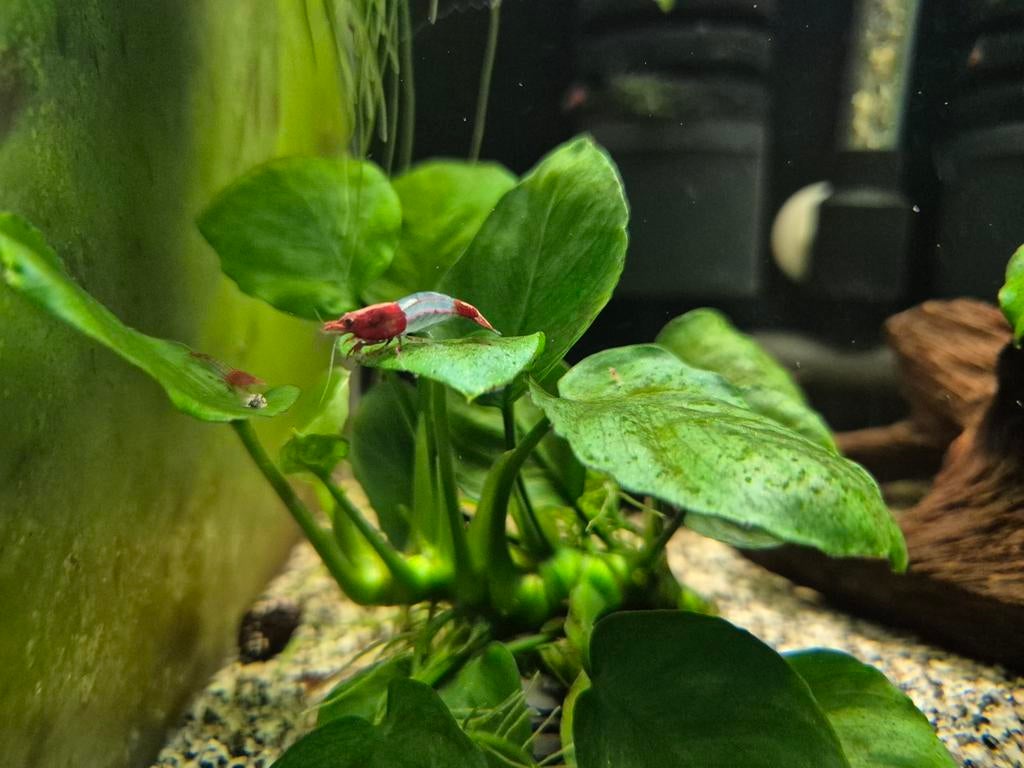 Neocaridina Red Rili Garnalen te koop, Dieren en Toebehoren, Kreeft, Krab of Garnaal