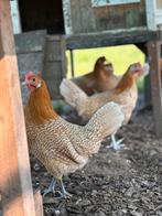 Friese hoen kippen te koop, Dieren en Toebehoren, Pluimvee, Vrouwelijk, Kip