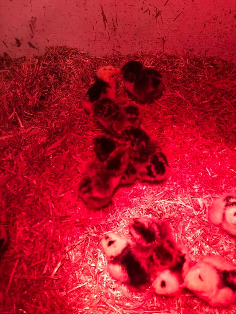 Barnevelder kuikens, Meerdere dieren, Kip