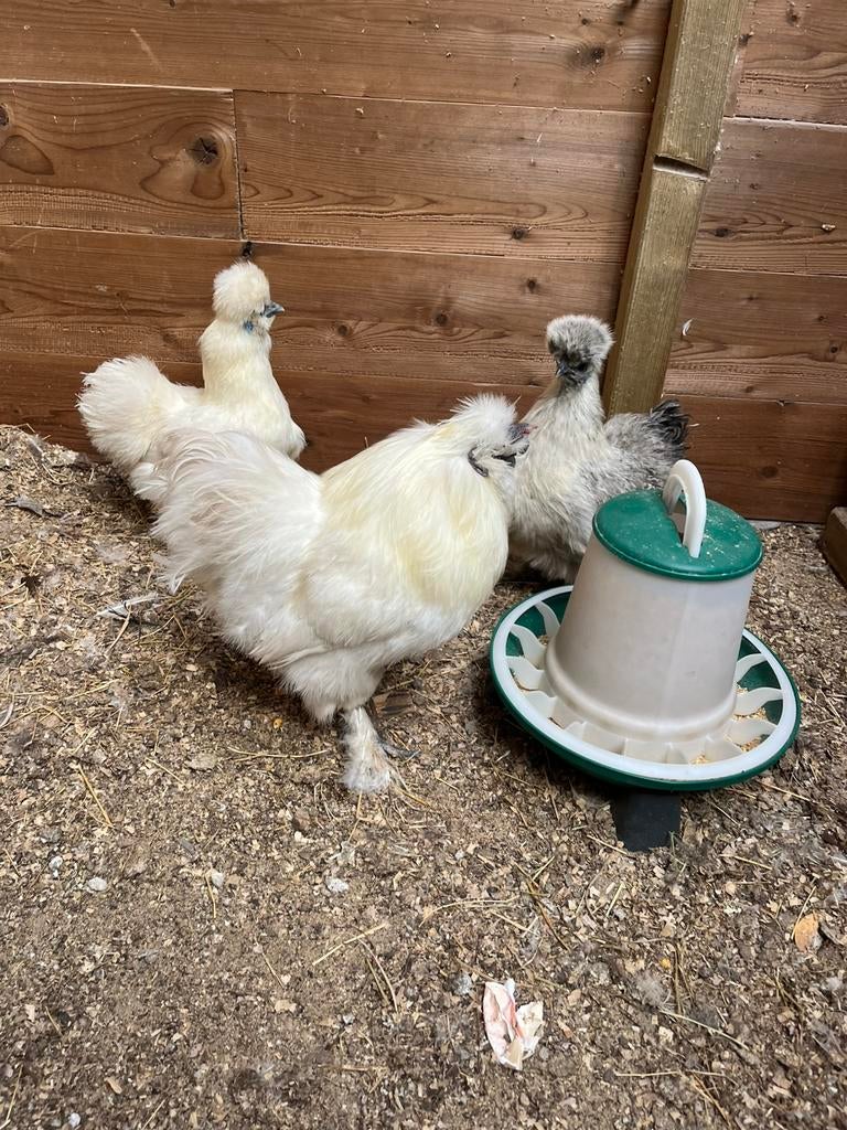 Broedeieren zijdehoen, Dieren en Toebehoren, Geslacht onbekend, Kip