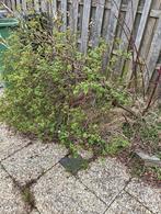 Gratis zelf uit te scheppen plant, Ophalen, Overige soorten, Volle zon