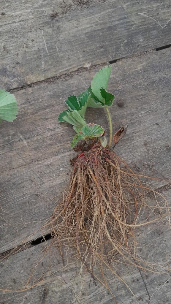 Aardbeien stekken "Korona", Volle zon, Ophalen of Verzenden, Tweejarig, Fruitplanten