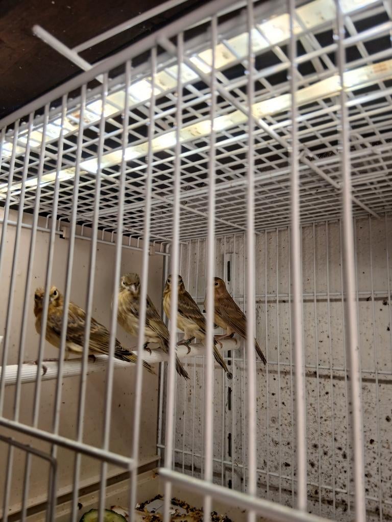 Timbrados zang kanaries  2026 geringd, Dieren en Toebehoren, Vogels | Kanaries, Meerdere dieren, Zangkanarie