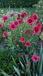 Viburnum tinus,rudbeckia gele zonnehoed,aster, kokardebloem, Ophalen