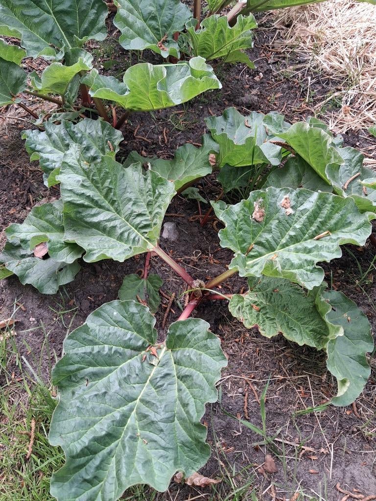 Rabarberplant., Ophalen, Overige soorten, Volle zon