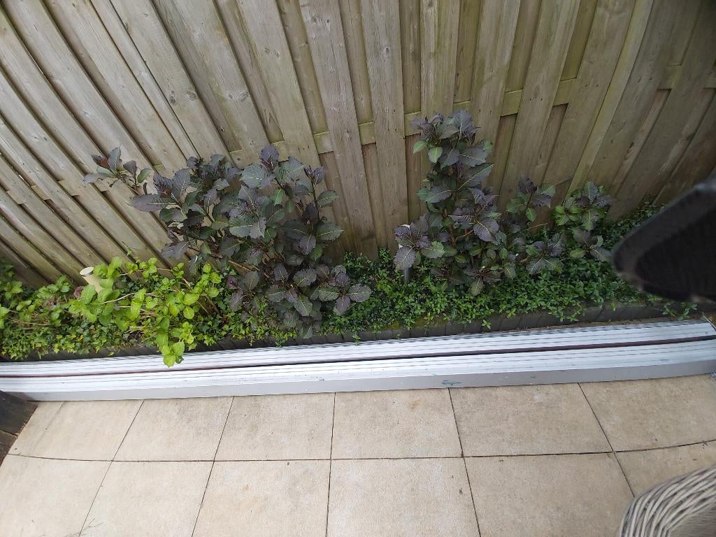 Gratis af te halen knikarmscherm 5 meter breed, Gebruikt, 450 cm of meer, Ophalen of Verzenden, 150 tot 300 cm