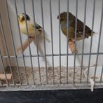 Glosters, Meerdere dieren