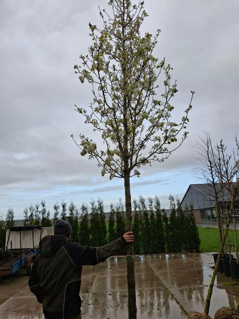 Mooie sier peer (pyrus chanticleer), Tuin en Terras, Planten | Bomen, Overige soorten, Lente, 250 tot 400 cm, Ophalen