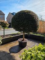 Bol liguster (op stam), 100 tot 250 cm, Zomer, Ophalen, Volle zon