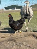 Kippen te koop, Vrouwelijk, Kip