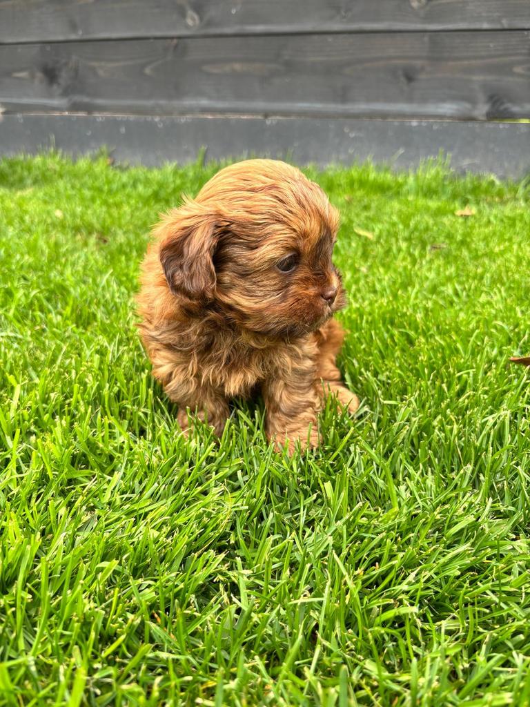 Choco Shihpoo pup shi tzu x  toypoedel, 8 tot 15 weken, Parvo, Meerdere, Meerdere dieren