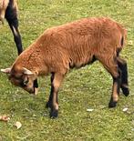 Kamaroen schaap, Dieren en Toebehoren, Mannelijk, Schaap