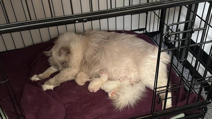 Prachtige ragdoll kittens met stamboom te koop!, Dieren en Toebehoren, Katten en Kittens | Raskatten | Langhaar, Meerdere dieren