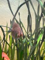 Juwel rio 350, Ophalen