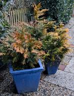 Conniferen., Tuin en Terras, Ophalen, Overige soorten, Volle zon