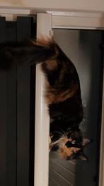 Maine coon vrouwtje, Poes