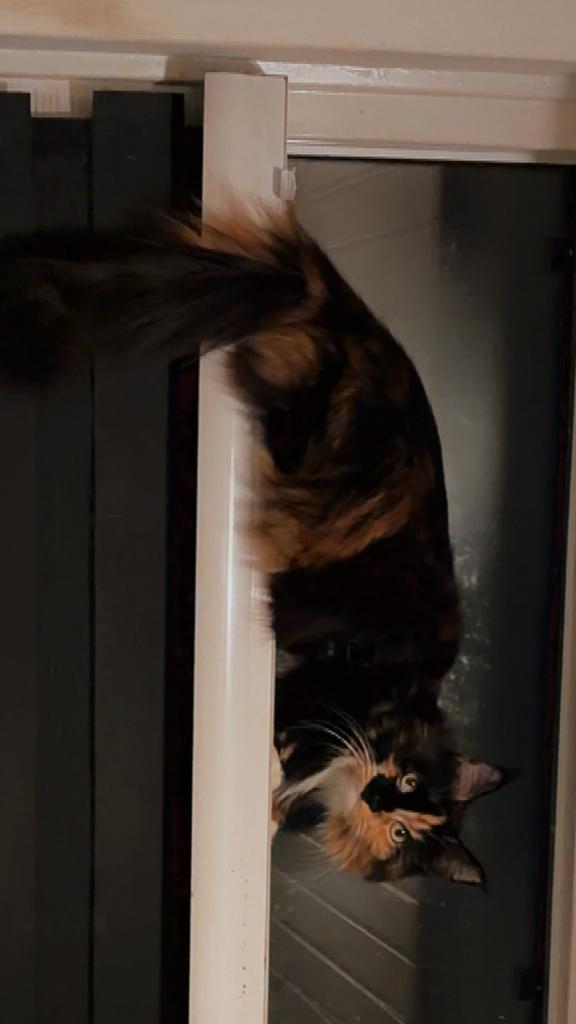 Maine coon vrouwtje, Dieren en Toebehoren, Katten en Kittens | Overige Katten, Poes