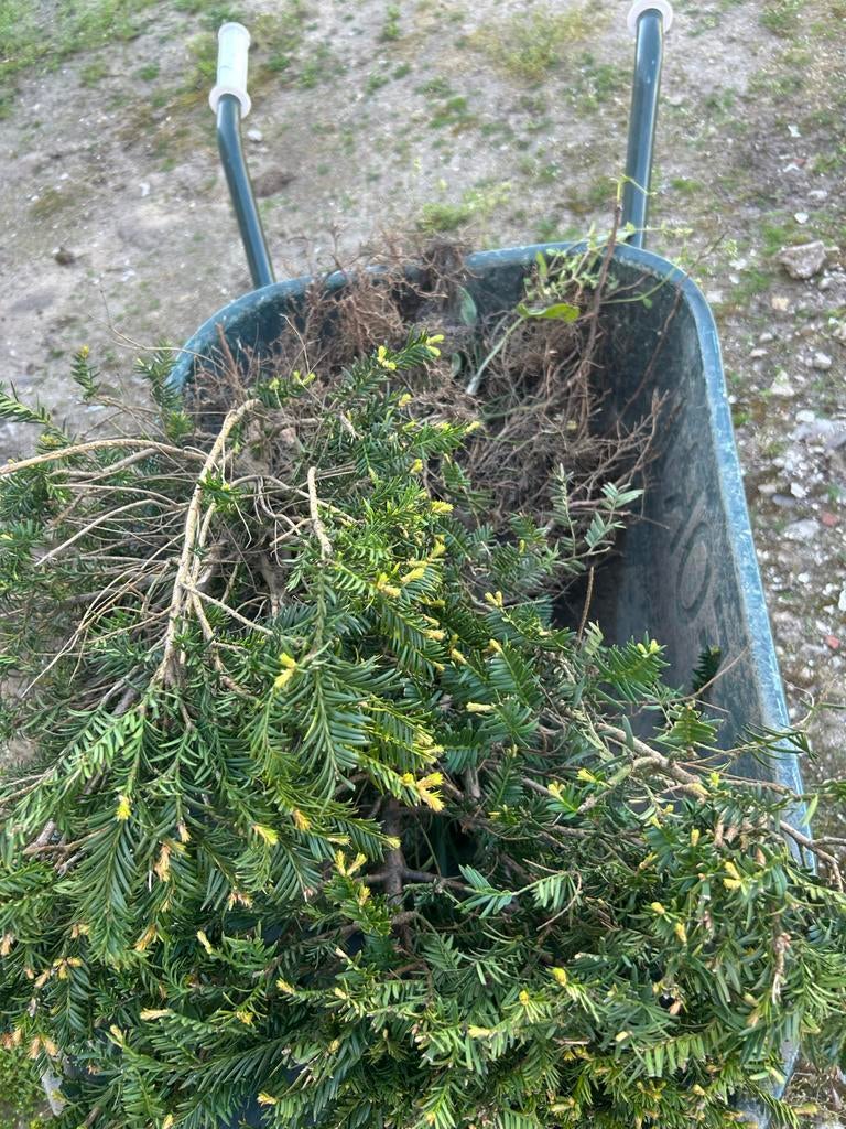 Gratis ophalen: Verwijderde Taxus heg, Tuin en Terras, Planten | Tuinplanten, Vaste plant, Overige soorten, Halfschaduw, Bloeit niet