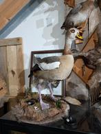 opgezette nijlgans fazant jacht vogel hert haan, Ophalen, Nieuw, Vogel, Opgezet dier