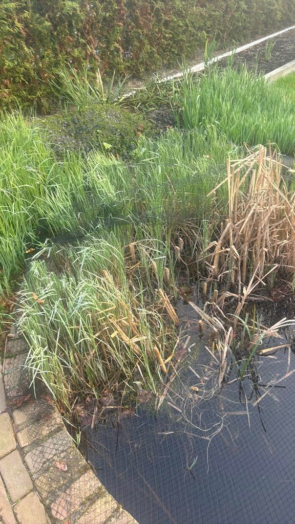 Dotter waterplanten vijver, Tuin en Terras, Planten | Tuinplanten, Ophalen, Overige soorten, Volle zon