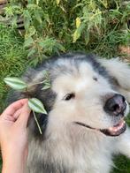 Stekje zebrablad (Tradescantia zebrina) plant, Overige soorten, Minder dan 100 cm, Groene kamerplant, Halfschaduw
