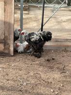 4 hanen, Dieren en Toebehoren, Pluimvee, Mannelijk, Kip