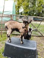Prachtige Poitevine/ Alpine lammeren te koop, Meerdere dieren, Geit, 0 tot 2 jaar