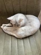 Britse korthaar Poes, Dieren en Toebehoren, Katten en Kittens | Raskatten | Korthaar, Poes, Gechipt