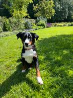 Appenzeller pup reu 6 mnd, Rabiës (hondsdolheid), 15 weken tot 1 jaar, Eén hond, Nederland