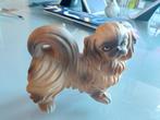 Pekinees hond, Ophalen of Verzenden