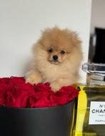 Boo bearface pomeranian micro pup pomeriaan teddybear, Dieren en Toebehoren, Honden | Chihuahua's en Gezelschapshonden, Rabiës (hondsdolheid)
