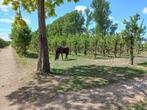 Stal op paddock paradise setting beschikbaar, Dieren en Toebehoren, Stalling en Weidegang, Weidegang