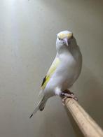 Te  koop mooie , majoor putters man van 22, Dieren en Toebehoren, Wildzangvogel
