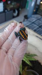 Phyllobates vittatus, Dieren en Toebehoren, Reptielen en Amfibieën, Amfibie, Tam, 0 tot 2 jaar