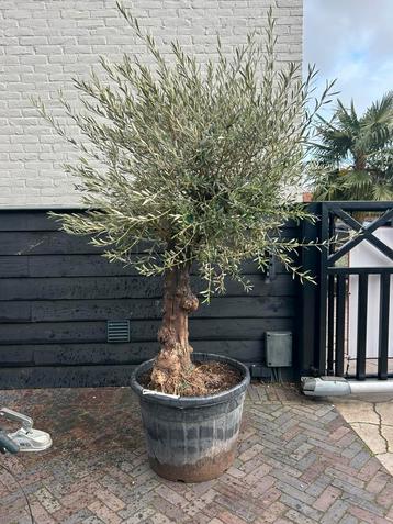 Olea europeae olijfboom ruwe stam beschikbaar voor biedingen